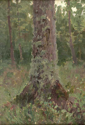 Васнецов Аполлинарий Михайлович. Сосна. Ствол дерева